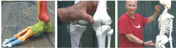 K�rperstruktur Anatomie Physiologie